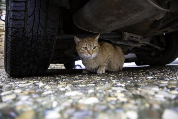 gatto sotto l'auto